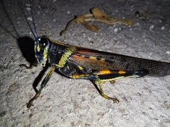 Schistocerca melanocera