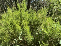 Erica lusitanica