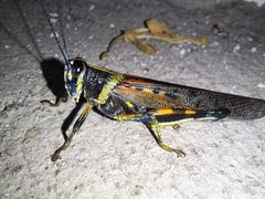 Schistocerca melanocera