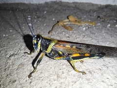 Schistocerca melanocera