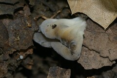 Helvella compressa