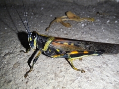 Schistocerca melanocera