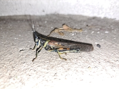 Schistocerca melanocera