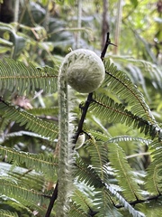 Gleichenella pectinata