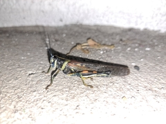 Schistocerca melanocera