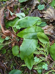 Hesperis matronalis