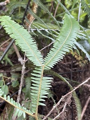 Gleichenella pectinata