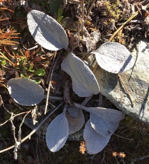 Brachyglottis haastii