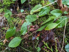 Hesperis matronalis