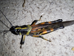 Schistocerca melanocera