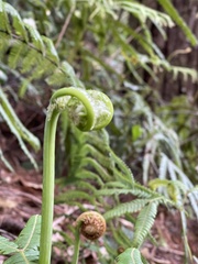 Gleichenella pectinata