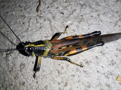 Schistocerca melanocera