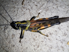 Schistocerca melanocera