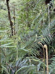 Gleichenella pectinata