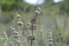 Salvia leucophylla