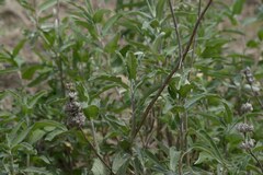 Salvia leucophylla