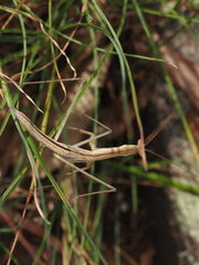 Tenodera australasiae
