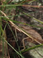 Tenodera australasiae