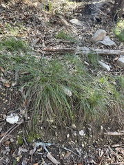 Carex planostachys