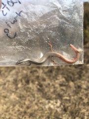 Plestiodon egregius onocrepis