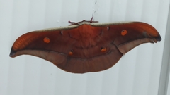 Antheraea formosana
