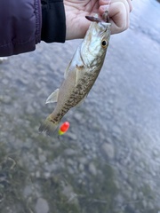 Micropterus treculii