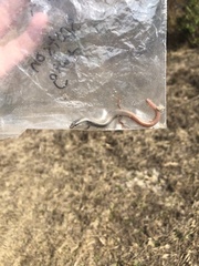 Plestiodon egregius onocrepis