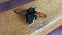 Xylocopa augusti
