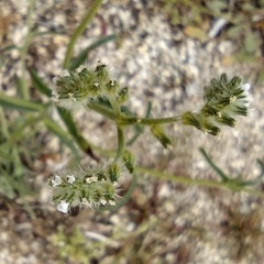 Cryptantha decipiens