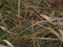 Tenodera australasiae