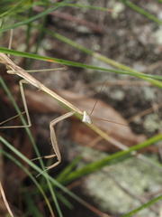Tenodera australasiae