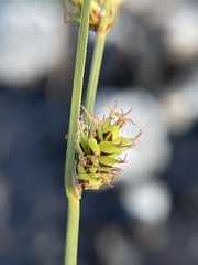 Carex serratodens