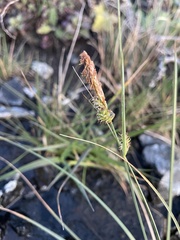 Carex serratodens