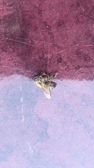 Apis mellifera