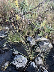 Carex serratodens