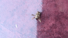 Apis mellifera