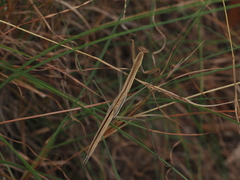 Tenodera australasiae