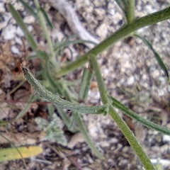 Cryptantha decipiens