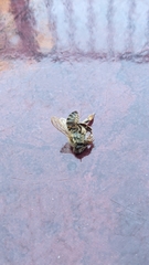 Apis mellifera