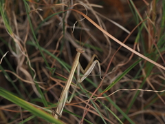 Tenodera australasiae