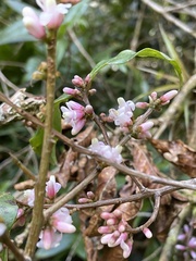 Miconia xalapensis