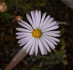 Brachyscome iberidifolia