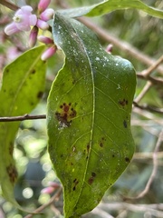 Miconia xalapensis