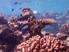 Chromis atripectoralis