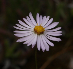 Brachyscome iberidifolia