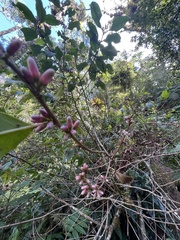 Miconia xalapensis