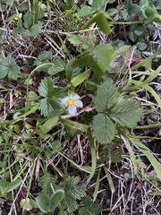 Fragaria vesca
