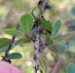 Arctostaphylos tomentosa
