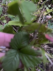 Fragaria vesca