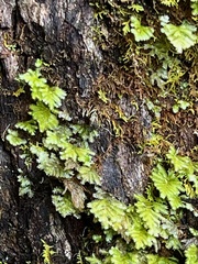 Hymenophyllum cupressiforme